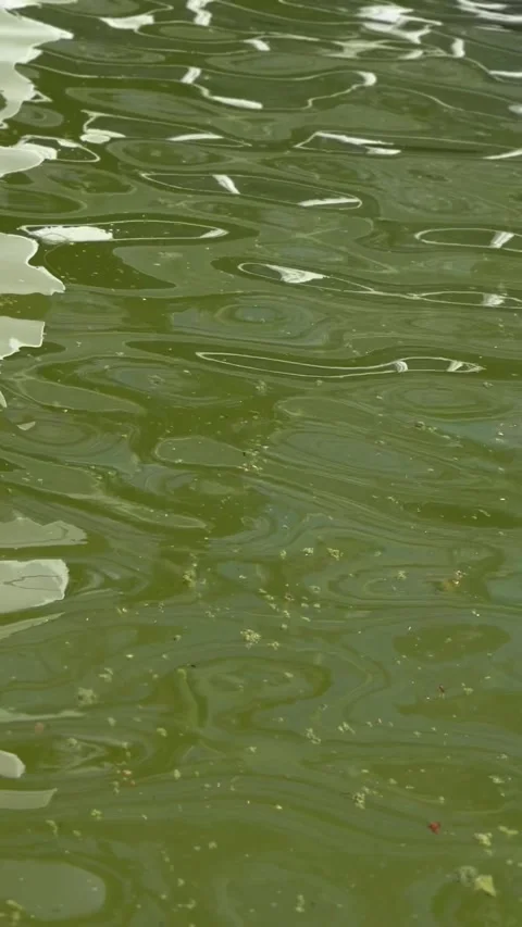Floating Algae Blooms on the Water Surface of the river Seine Video stock 273991625
