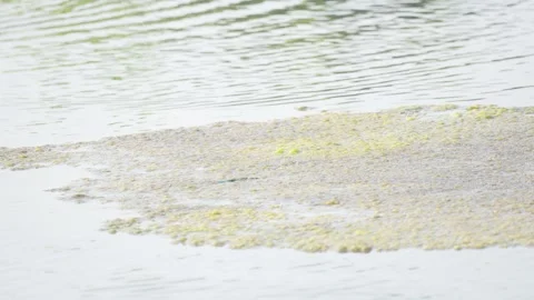 Floating Algae on Calm Lake Water Stock-Footage 336648134