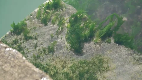 Floating algae in clean water Stock Footage 168922414