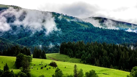 Floating and flying clouds in the mountains.green meadows with cow. Timelapse Stock Footage 72129978