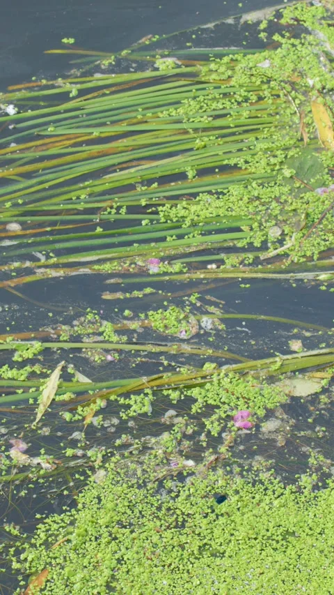 Floating Aquatic Plants and Algae Drift on River Surface Stock Footage 316009274