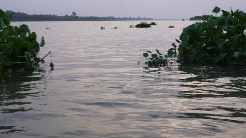 Floating Aquatic Plants Stock-Footage 336685869
