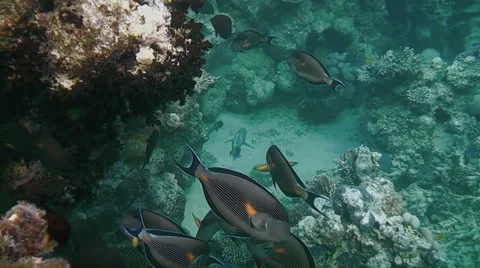 Floating Around the Reef Shoals of Fish Vídeos de archivo 61338714