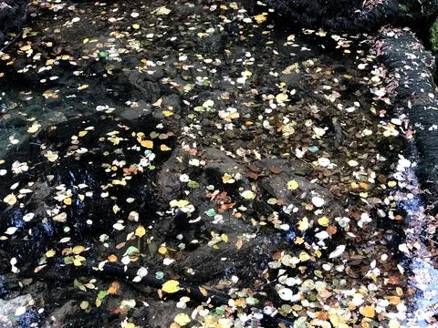 Floating autumn leaf. Beautiful reflection in water Stock Photos
