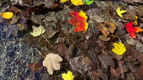 Floating Autumn Leaf in Clear Stream with Sunlit Ripples Stock Footage 289783790