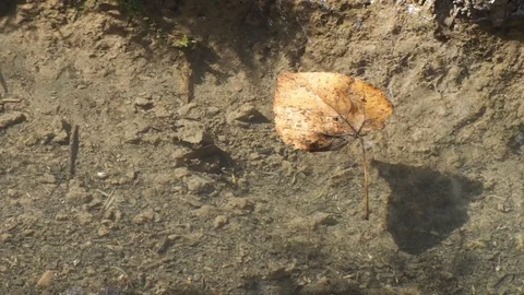 Floating Autumn Leaf Stock Footage 116993538