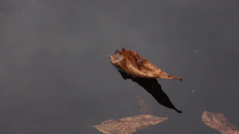 Floating autumn leaf on the water surface of pond Stock Footage 76950091