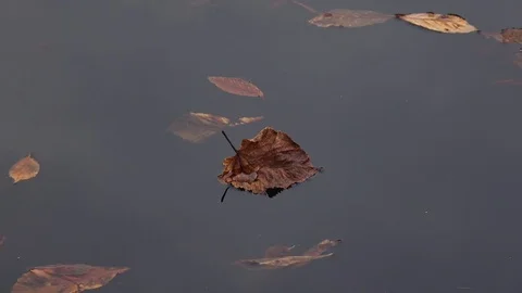 Floating autumn leaf on the water surface of  pond Vidéo 76950220