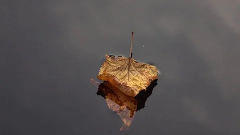 Floating autumn leaf on the water surface of pond Stockbeeldmateriaal 76950452