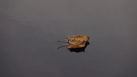 Floating autumn leaf on the water surface Stock Footage 76950633