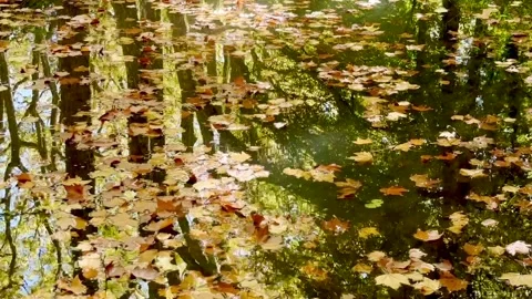 Floating autumn leaves Stock Footage 232829020