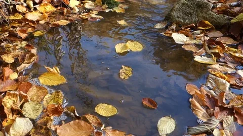 Floating autumn leaves on the surface of a stream Stock Footage 120554637
