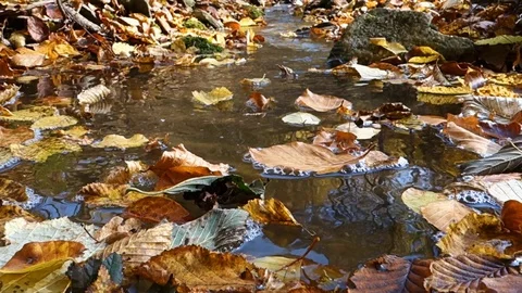 Floating autumn leaves on the surface of a stream Stock Footage 120554774