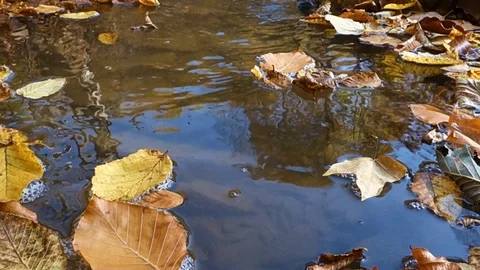 Floating autumn leaves on the surface of a stream Stock Footage 120554828