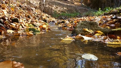 Floating autumn leaves on the surface of a stream Stock Footage 120554837