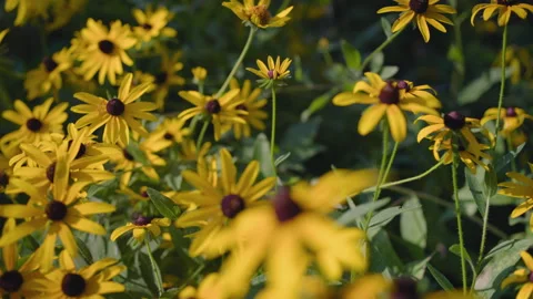 Floating back through Blackeyed Susans Stock Footage 312231612