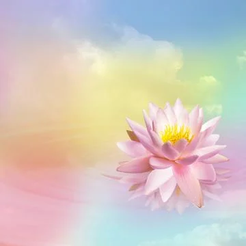 Floating beautiful lotus and reflection of sky with fluffy clouds on water, t Stock Photos