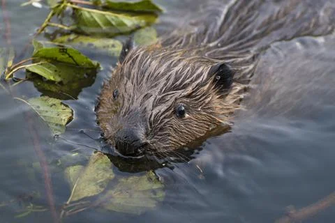 Floating beaver Stock Photos
