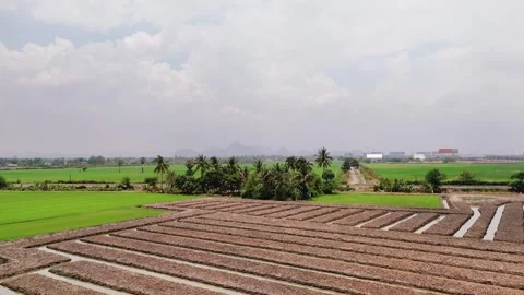 Floating beds in plowed farmland rows filled with wet tropical soil in Thailand 스톡 동영상 309439800