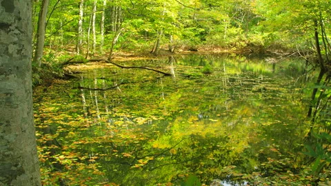 Floating Beech Leaves on Tsutagawa Video stock 327543167
