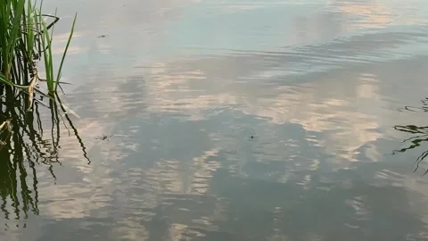 Floating beetle floats on a mirror lake in close-up. Circles on the water. Stock Footage 169367185