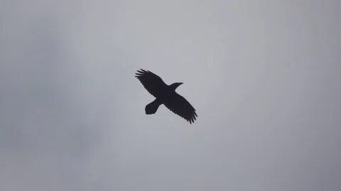 Floating bird against the sky and clouds, slow motion Stock Footage 74368923