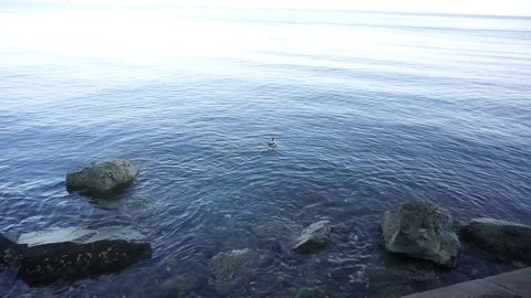 Floating bird Vídeo Stock 107408457