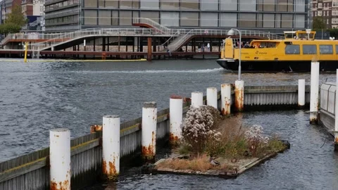Floating bird nest Stock Footage 230734191