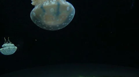 Floating Blue and White Spotted Jellyfish Stock Footage 7184841