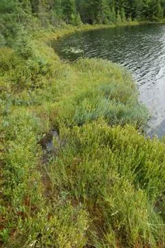 Floating Bog Edge Stock Photos