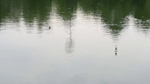 Floating bottle in lake water surface Stock Footage 83306224
