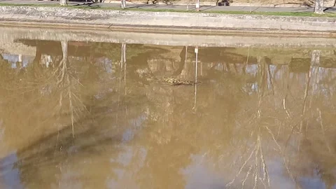 Floating Branches in the River Video stock 265028213