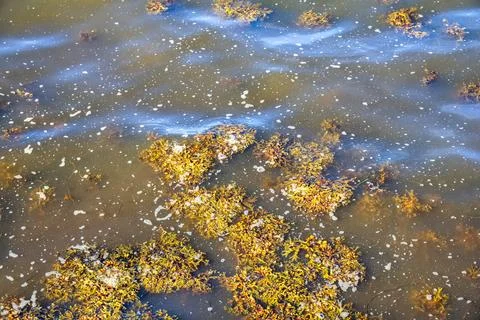 Floating brown algae and foam on murky water surface Stock Photos