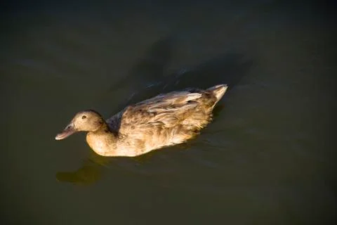 Floating Brown Duck 스톡 사진