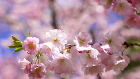 Floating cherry blossom clusters with soft pink spring backdrop Stock Footage 332074960