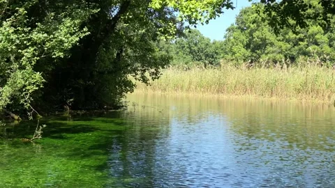 Floating on a clear spring river, with trees arching above, creating a tunnel Stock Footage 216102544