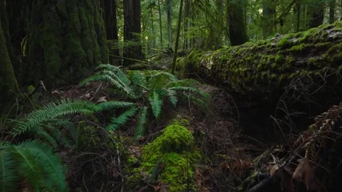 Floating close lush rainforest floor along side a moss covered fallen tree Stock Footage 248120334