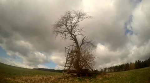 Floating clouds and tree in the wind, timelapse Stock Footage 48681805