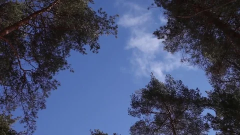 Floating clouds over the forest Stock Footage 73044425