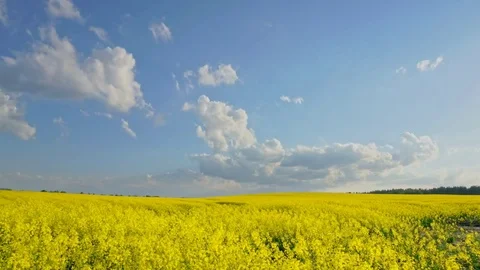 Floating clouds over the rapeseed field timelapse Stock Footage 76112052