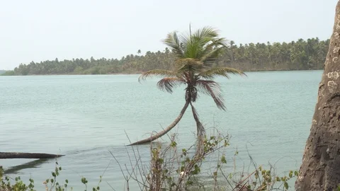 Floating Coconut Tree in the 4K Video stock 108503524