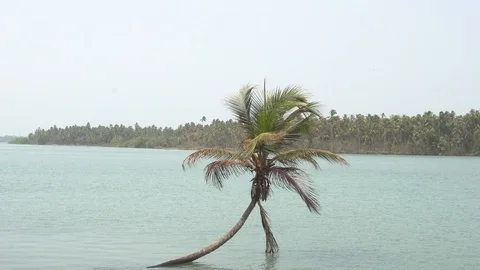 Floating Coconut Tree 4K Video stock 108505818