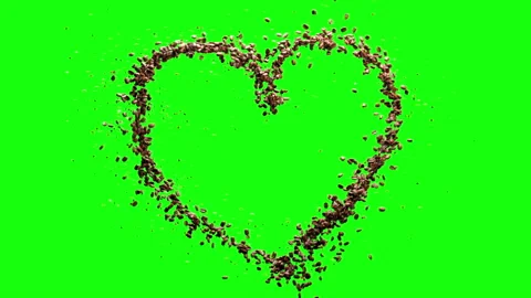Floating coffee beans run along a line in the shape of a heart on green screen Video stock 283604114