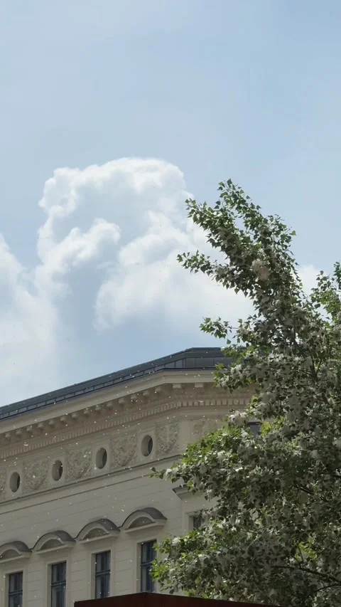 Floating cotton seed falling past an ornate historical building facade and green Stock Footage 338126386
