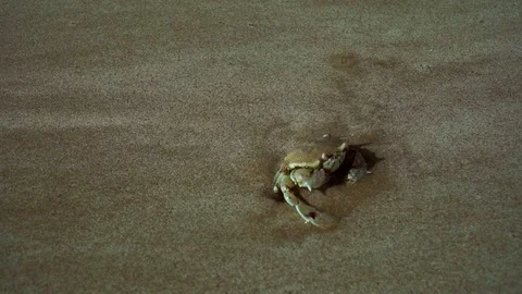The Floating crab buries itself in the sand on the beach in the UAE. Stock Footage 89734998