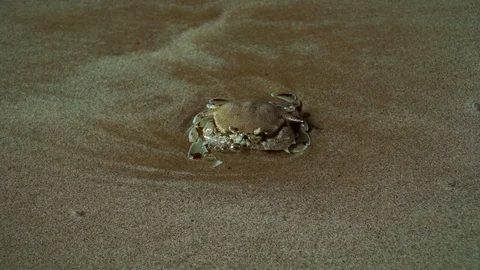 The Floating crab buries itself in the sand on the beach in the UAE. Stock Footage 89735082