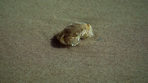 The Floating crab buries itself in the sand on the beach in the UAE. Stock Footage 89735096