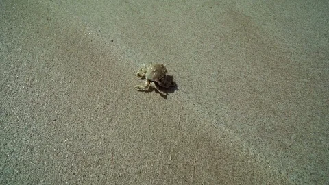 The Floating crab quickly moves on the sandy beach in the UAE. Stock Footage 89735126