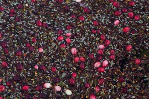 Floating cranberries in the field Foto stock