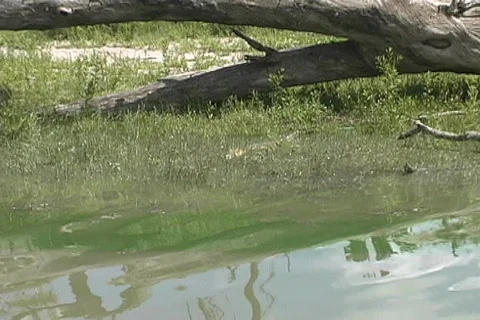 Floating up to croc Stock Footage 116294